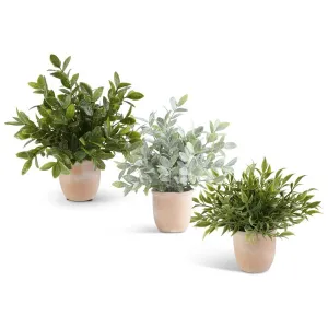 Herb in Terracotta Pots - 3 Styles