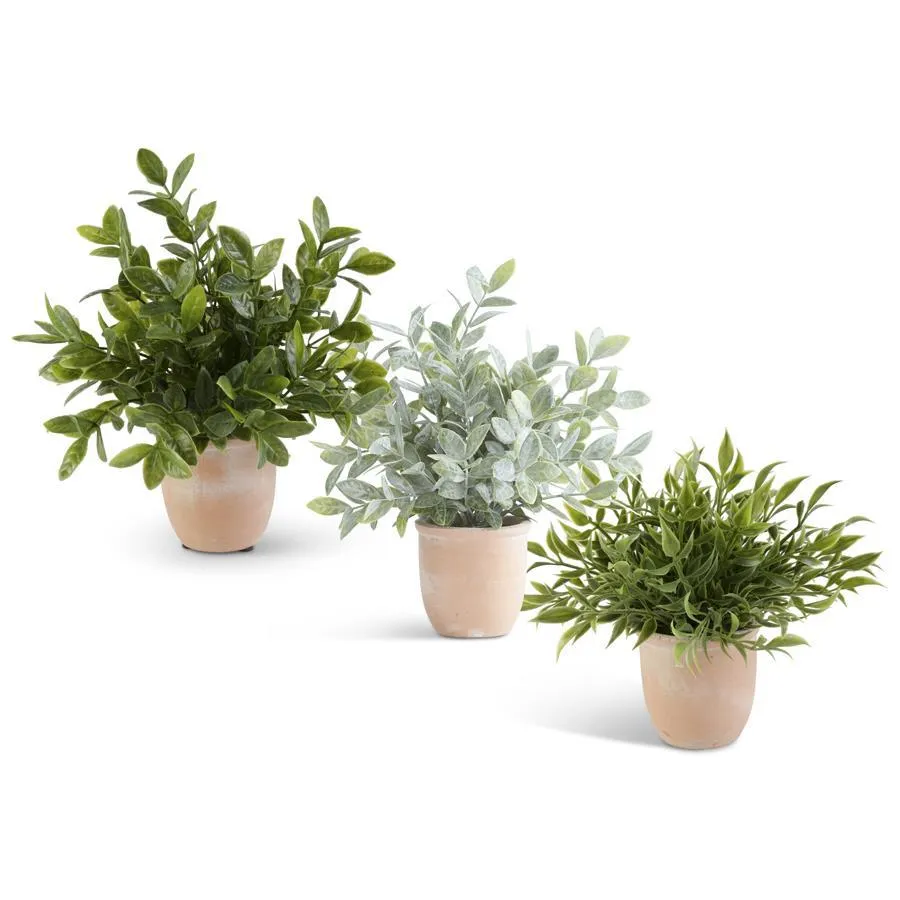 Herb in Terracotta Pots - 3 Styles